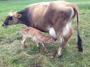 Cow and calf.jpg